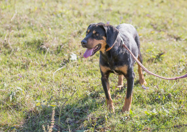 istock Happy adopted black dog on autumn field 1180263708