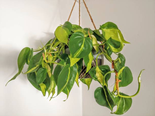 istock Hanging Houseplant 1180264644