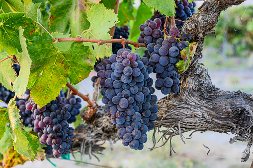 Close-up of ripening organic pinot noir wine grapes on the vine, ready for harvest.