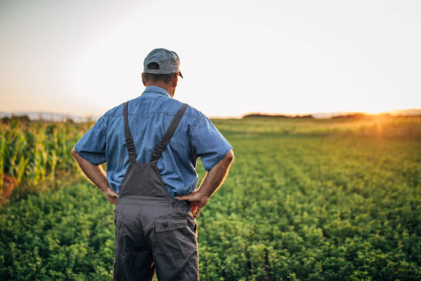 istock Senior farmer watching sunset from field 1180266084