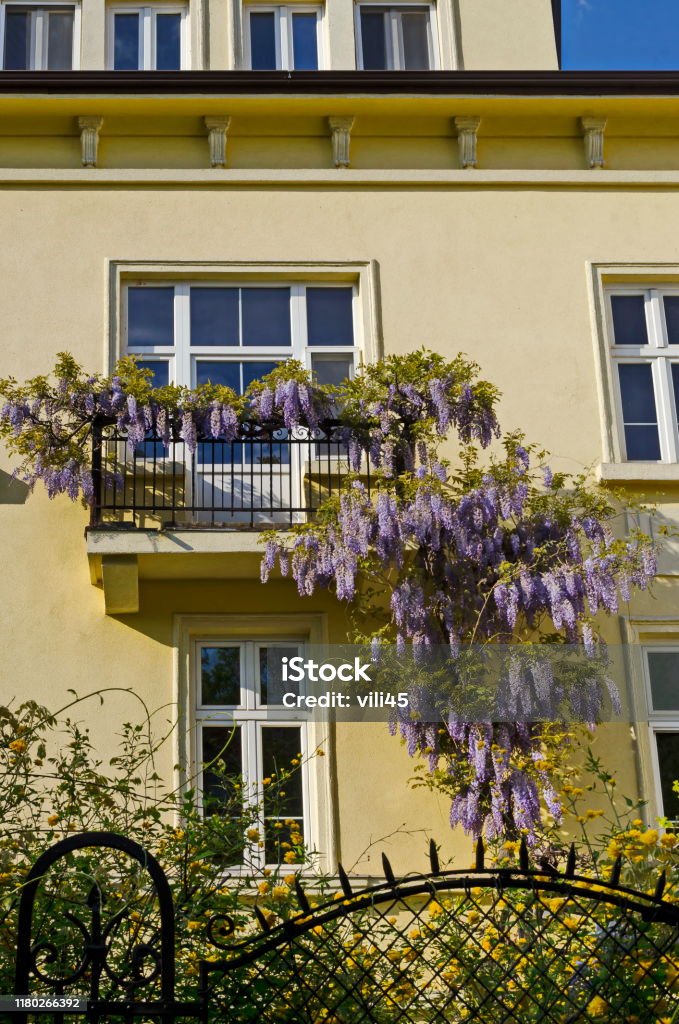 Glicina Púrpura Con Flores Completas Con Flor Y Hojas En Una Barandilla En  El Balcón Foto de stock y más banco de imágenes de Aire libre - iStock