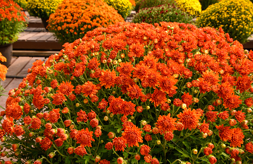 Fall potted plants orange￼ chrysanthemum. Horizontal flower market.