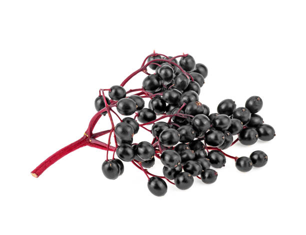istock Fresh black berries of elder on red branch, white background. Sambucus. 1180266540