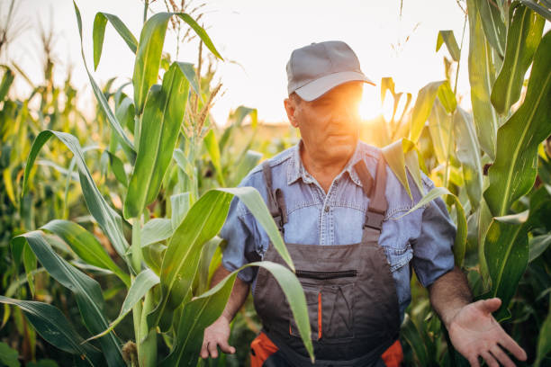 istock Senior farmer examining quality of crops 1180266750
