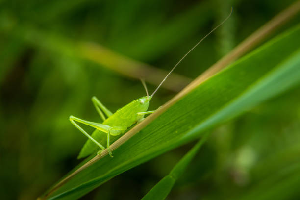 istock Cute emerald green grasshoper on green grass leaf 1180267298