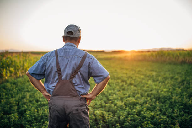 istock Senior farmer enjoying in sunset 1180267438