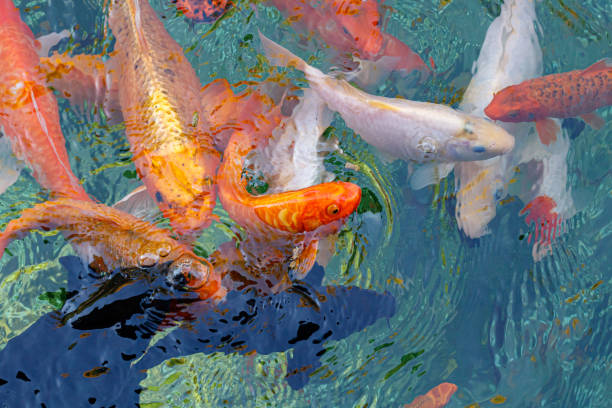 istock macro koi fish carps in water 1180267511