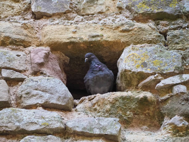 istock domestic pigeon animal 1180267621