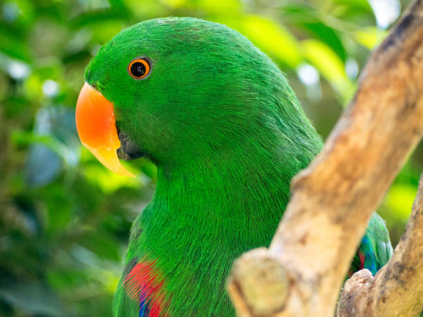 istock Portrait of a green eclectus parrot 1180267821