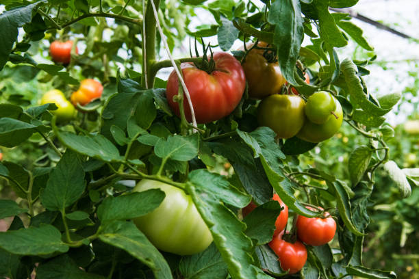 istock Tomato growing in greenhouse 1180268220