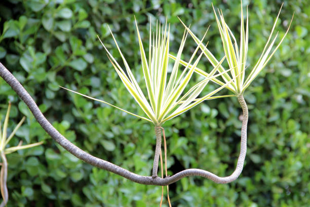 detalhes da folha da planta de jardim, ideais para o fundo verde da textura. - summer photography organic outdoors - fotografias e filmes do acervo