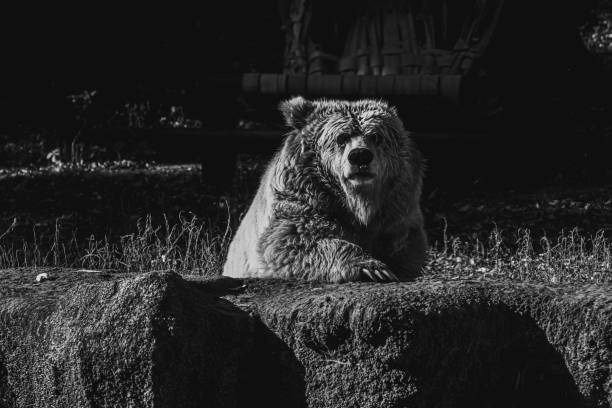 istock beautiful Tien Shan brown bear 1180268940