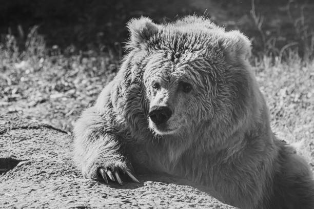 istock beautiful Tien Shan brown bear 1180268957