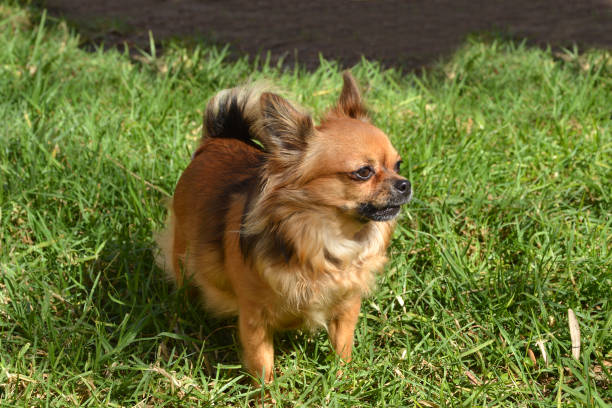 istock Nervous Chihuahua 1180269051
