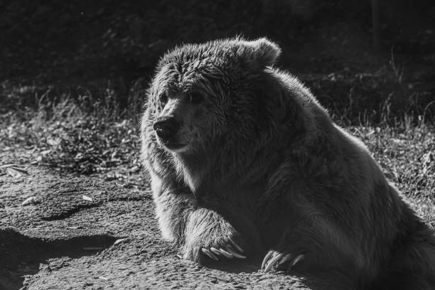 istock beautiful Tien Shan brown bear 1180269062