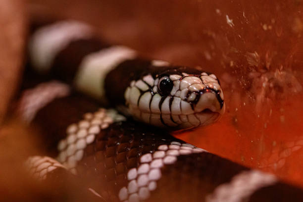 istock macro beautiful california kingsnake snake 1180269435