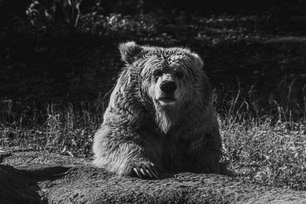 istock beautiful Tien Shan brown bear 1180269449