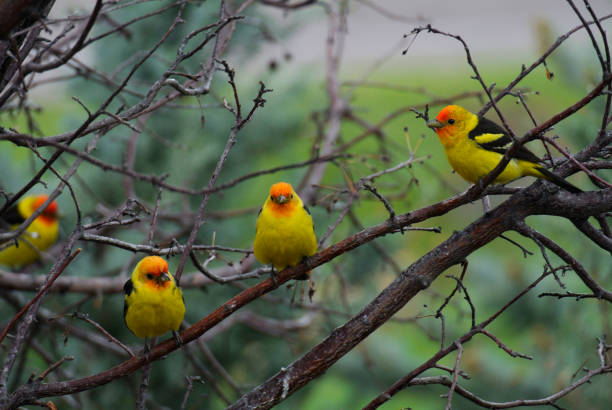 Western Tanagers Image of 4 male Western Tanagers piranga ludoviciana stock pictures, royalty-free photos & images