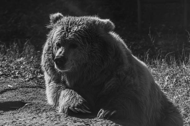 istock beautiful Tien Shan brown bear 1180270742