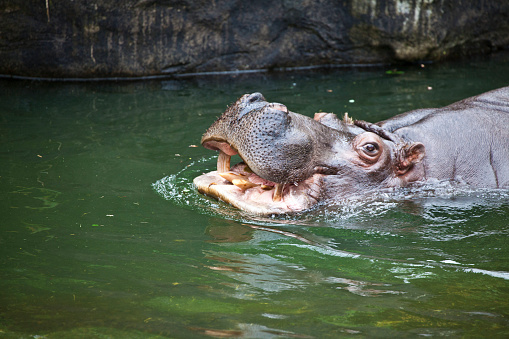 Hippopotamus at the Woodland Park Zoo in Seattle Washington
