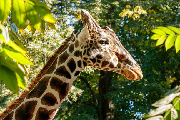 istock macro beautiful giraffe among the foliage 1180270948