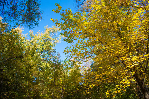 istock Sunny autumn day in the city park 1180271102