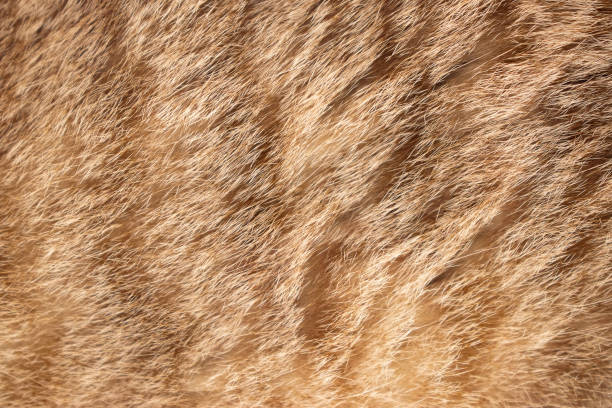 Brown cat animal fur texture closeup macro