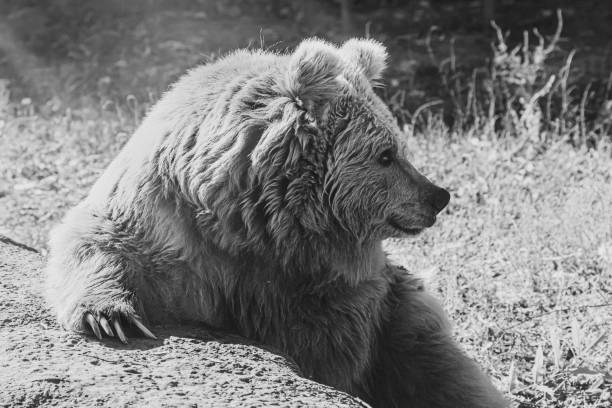 istock beautiful Tien Shan brown bear 1180271111