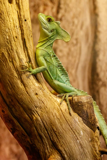 istock beautiful green lizard on a branch 1180271168