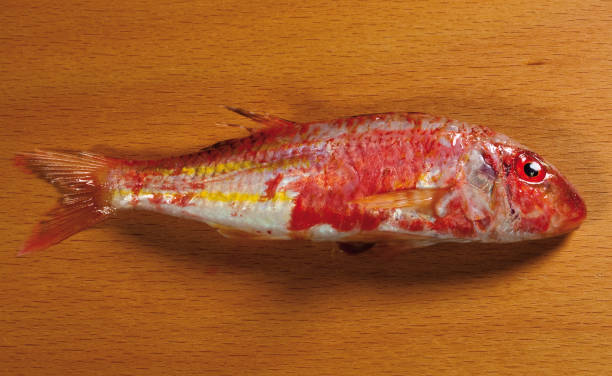 茶色の背景に分離された赤いマレッ�ト(ムルス・スルムレタス)魚。水平クローズアップショット。 - fish fish market catch of fish market ストックフォトと画像