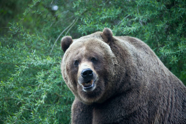 Brown bear (Ursus arctos) Very large brown bear at the Woodland Park Zoo in Seattle Washington woodland park zoo stock pictures, royalty-free photos & images