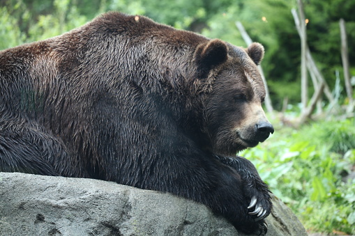 Very large brown bear at the Woodland Park Zoo in Seattle Washington