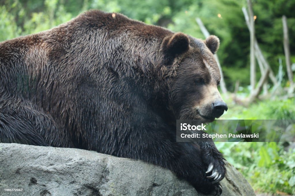 Brown bear (Ursus arctos) Very large brown bear at the Woodland Park Zoo in Seattle Washington Woodland Park Zoo Stock Photo