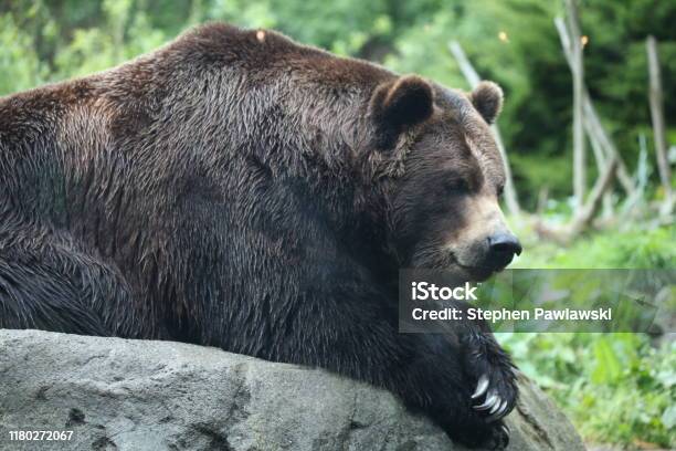 Brown Bear Stock Photo - Download Image Now - Woodland Park Zoo, Bear, Washington State