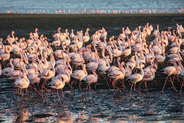 istock Flock of magnificent flamingos 1180272114