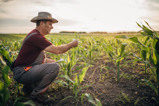 istock Senior farmer checking quality of crops 1180273768