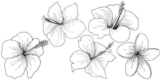 wektor hibiscus kwiatowe tropikalne kwiaty. czarno-biała grawerowana sztuka atramentowa. izolowany element ilustracji hibiskusa. - autumn tree leaf formal garden stock illustrations