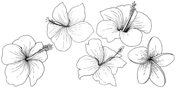 ilustrações, clipart, desenhos animados e ícones de flores tropicais florais do hibiscus do vetor. arte gravada preto e branco da tinta. elemento isolado da ilustração do hibiscus. - hibisco