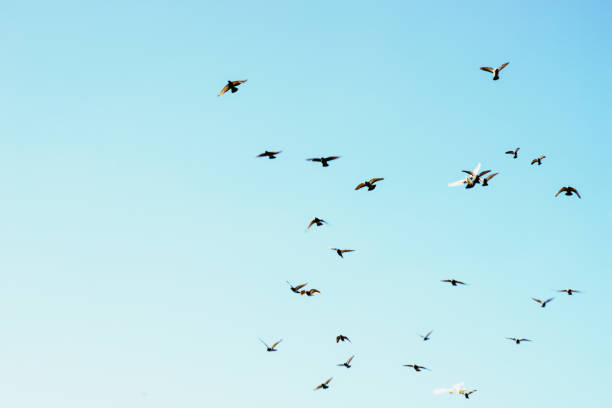 istock Bird pigeons fly in the blue sky. Copy space 1180276523