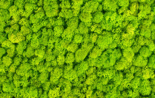 istock Natural green wall decoration made with green decorative moss 1180279653