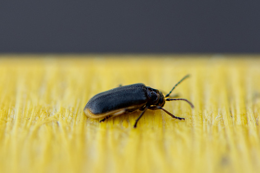 Macro photograph of a blue beetle over a yellow table