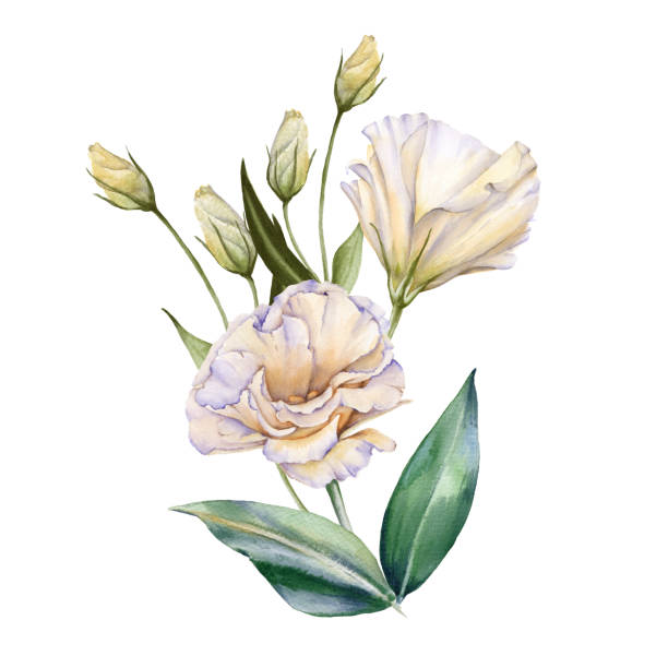 White Rose. Eustoma. Isolated on a white background. White Rose. Eustoma. Isolated on a white background. Watercolor illustration drawing of a green lisianthus stock illustrations