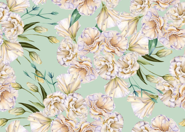Background of white roses. Eustoma. Seamless pattern. Background of white roses. Eustoma. Seamless pattern. Watercolor illustration drawing of a green lisianthus stock illustrations