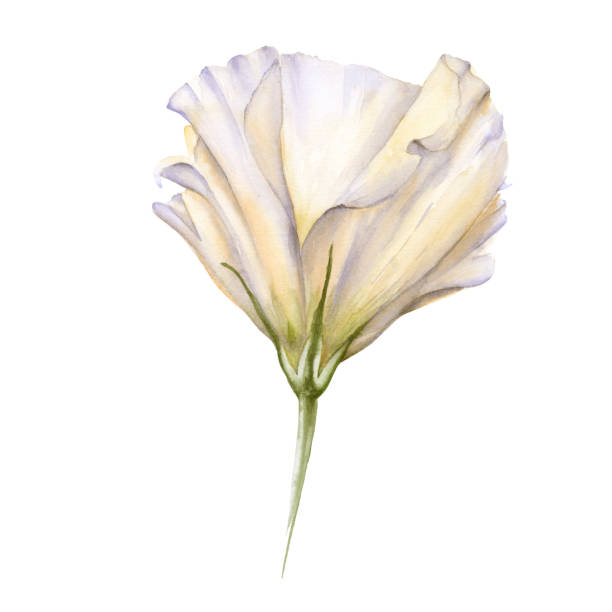 White Rose. Eustoma. Isolated on a white background. White Rose. Eustoma. Isolated on a white background. Watercolor illustration drawing of a green lisianthus stock illustrations
