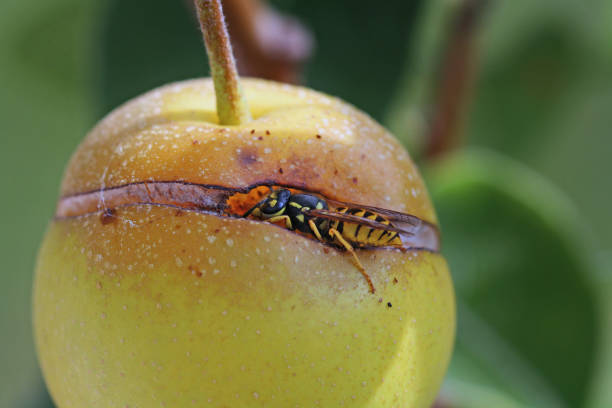 Yellow hornet perched on a red apple among the grass - Vespa crabro szersze - large insect