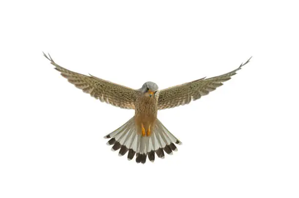 Flying common kestrel (Falco tinnunculus) against a white background.