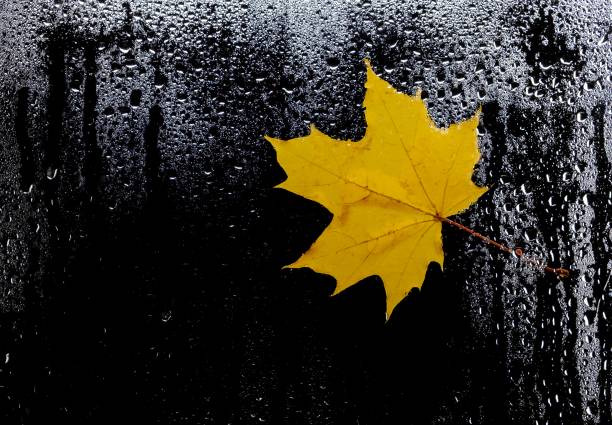 autumn leaves for rainy glass. concept of fall season. stock photo