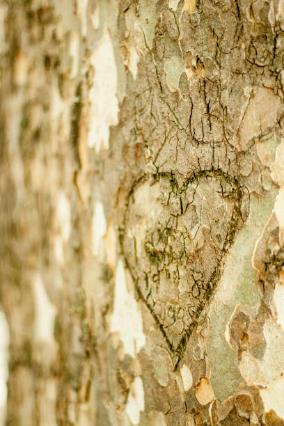 istock Heart carved on the trunk of a tree 1180282870