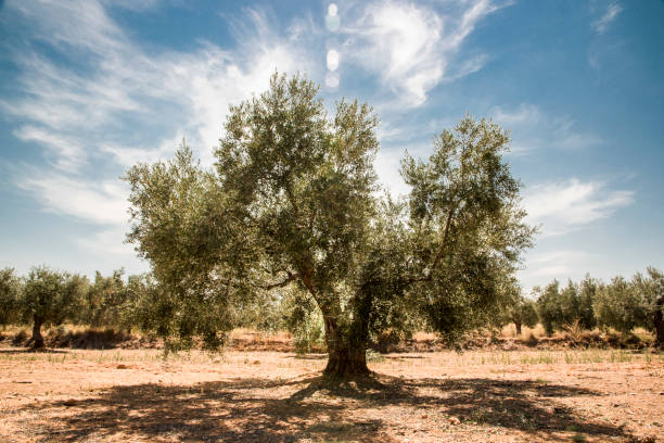 istock olive tree in the middle of the mediterranean countryside 1180282873