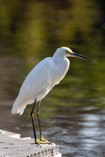 istock Outdoor encounters with the wildlife. 1180283891